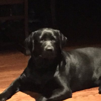 Profile Picture of Andrew Colvin (@munskrat) on Twitter