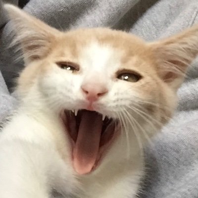 Profile Picture of Jim Goode (@PedrosDude) on Twitter