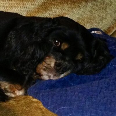 Profile Picture of Chris Dion (@mavindy) on Twitter