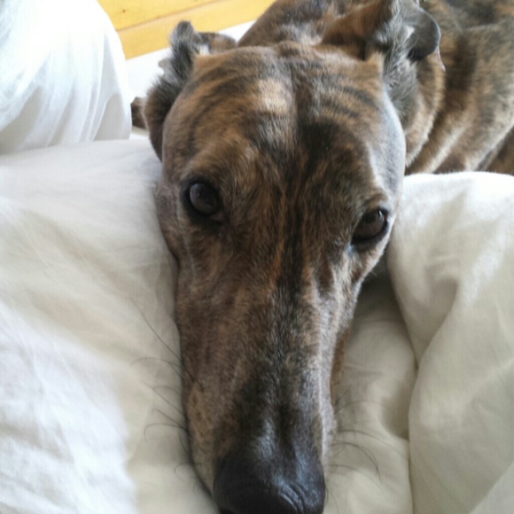 Profile Picture of Stefanie Mayeri (@srmayeri) on Poshmark