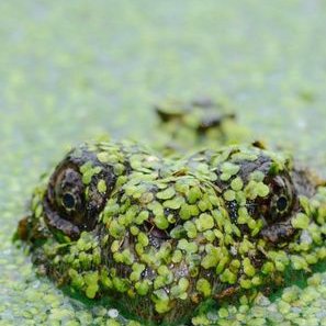 Profile Picture of Kimberly Hazel Ani (@KimberlyhazelA1) on Twitter