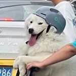 Profile Picture of life is going on (@everydayieatkai) on Instagram