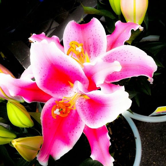 Profile Picture of Gianna Bottone (@gibuttons116) on Poshmark