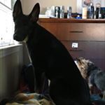 Salthegoat - Instagram Profile Picture of Salthegoat (@salvatore.carlo.94) on Instagram