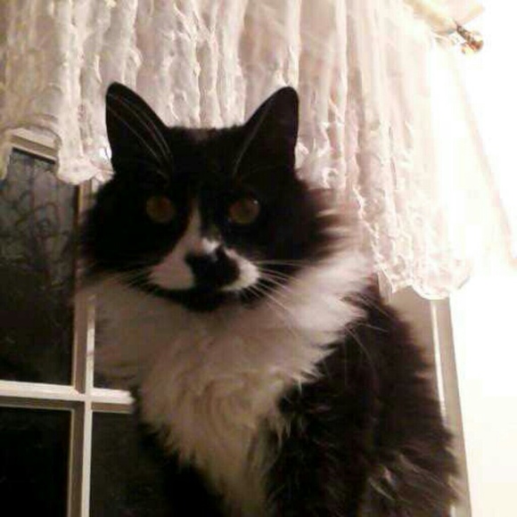 Profile Picture of Yujung Son (@son0511) on Poshmark