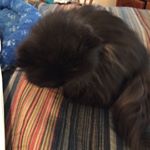 Profile Picture of Kathy Grant (@krescues) on Instagram