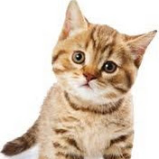 Profile Picture of Kevin Catalan (@kevincatalan403) on Youtube