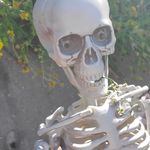 Bobbie Cage - Instagram Profile Picture of Bobbie Cage (@bobbie_skeletons) on Instagram