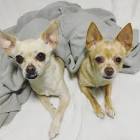 Los... - Tiktok Profile Picture of   Los... (@fabriziorivasdiaz1) on Tiktok