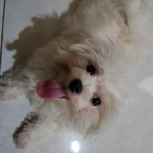 Profile Picture of Randycarlos (@Randycarlos10) on Twitter