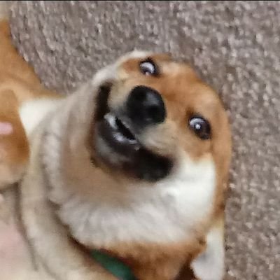 Profile Picture of Mark Richter (@TheWubbykinz) on Twitter