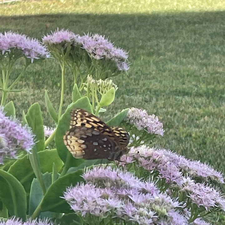 Profile Picture of Buffy Smith (@@buffysmith92) on Tiktok