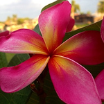 Profile Picture of Lisa Kennedy (@lkenn81) on Flickr