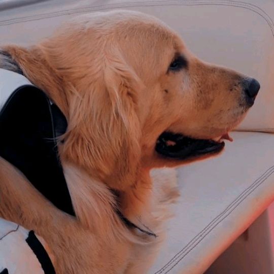 Profile Picture of Scott💙🐶 (@scottblogueiro) on Tiktok