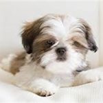 Profile Picture of Shih Tzu (@shih_tzu_funs) on Instagram