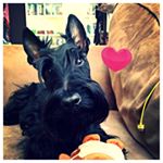 Profile Picture of Malcolm & Mary & Heath (@two.scotts.and.a.german) on Instagram