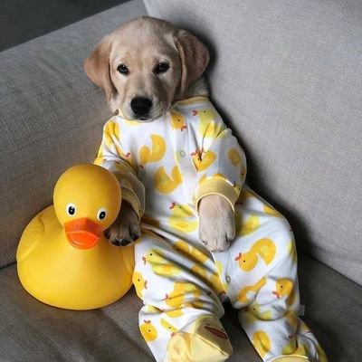 Profile Picture of Consuelo Montoya (@Consuel28073476) on Twitter