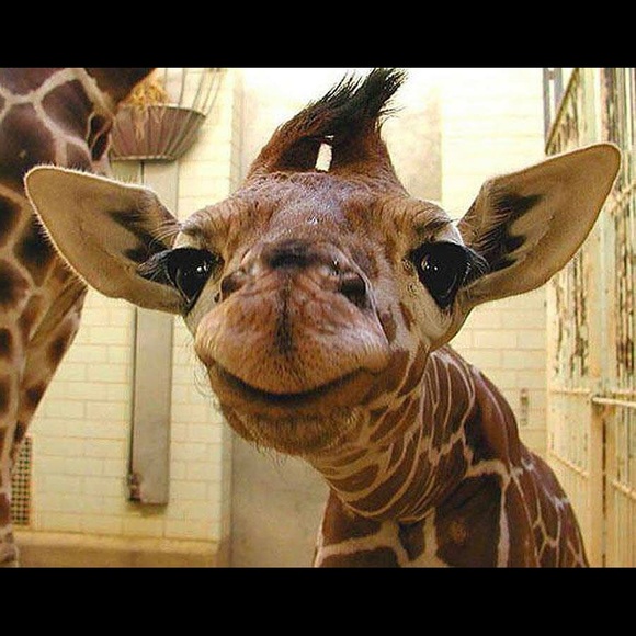 Profile Picture of Tonya Campagnone (@tcamp217) on Poshmark