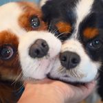 Profile Picture of Cavalier King Charles Spaniels (@darcyanddaisy) on Instagram