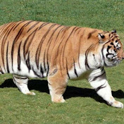 Profile Picture of Robert Chun (@robertchun87) on Youtube