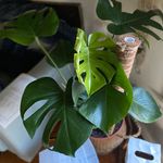 Profile Photo of LIsa Eldred Steinkopf (@houseplantguru) on Instagram