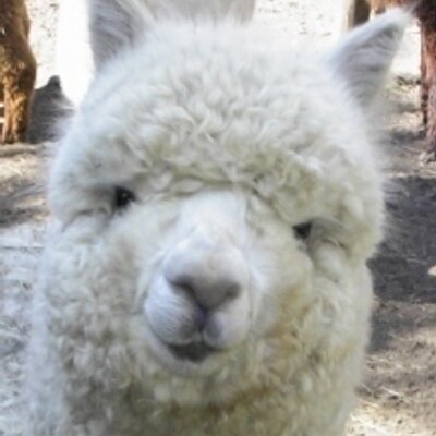 Profile Picture of Northwoods Alpacas (@NWoodsAlpacas) on Twitter