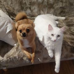 Profile Picture of georgettechapel (@georgettechapel) on Tiktok