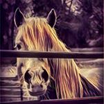 Profile Picture of Paula Jones (@photographybypaulajjones) on Instagram