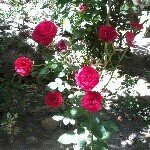 Profile Picture of marilyn (@marilynestiller07) on Instagram