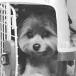 Profile Picture of shelbi Iverson (@junior_and_ava) on Instagram