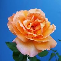 Profile Picture of Mila Peters (@mila-peters) on Quora