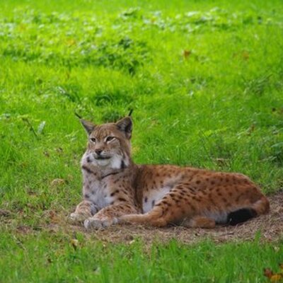 Profile Picture of David Norman (@ForestNorman) on Twitter