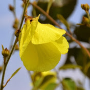 Profile Picture of Chatanan Kohpetch (@chatanan) on Youtube