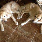 Profile Picture of Bubbers And Dukey😀 (@buddy_and_duke) on Instagram