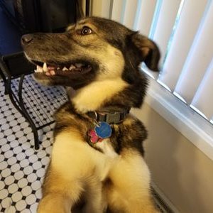 Profile Picture of Jesse Rosas (@Jesserosas1368) on Twitter