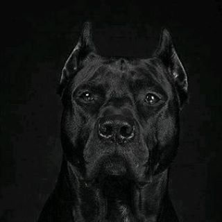 Nikolasz Nikolasz Baranyi - Facebook Profile Picture of Nikolasz Nikolasz Baranyi (@szoltan.orosz) on Facebook