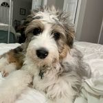 Profile Picture of Charlie Bean Gibbs (@charliebean.theaussiedoodle) on Instagram
