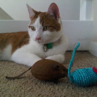 Profile Picture of GingerCatFrank (@GingerCatFrank) on Twitter