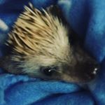 Profile Picture of Ronald Phillip Swanson Raymond (@ronald_p_swanson) on Instagram