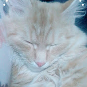 Profile Picture of Iris' Day (@irisday7134) on Youtube