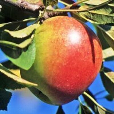 Profile Picture of AAPL Tree (@AAPLTree) on Twitter