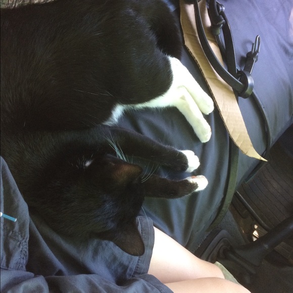 Profile Picture of George Walker (@bootsthecat123) on Poshmark