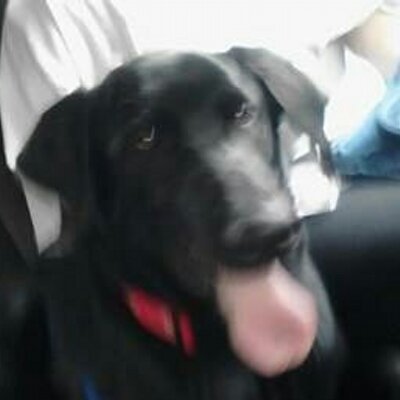 Profile Picture of Lisa Genest (@LisaGenest) on Twitter