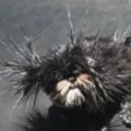 Profile Picture of Nicholas Pease (@NicholasPease2) on Twitter