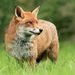 Profile Picture of Peter Hanscomb (@hanscomb0389) on Pinterest