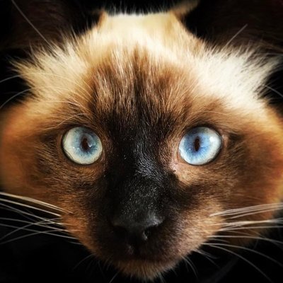 Profile Picture of Hermans (@DaveHermans) on Twitter