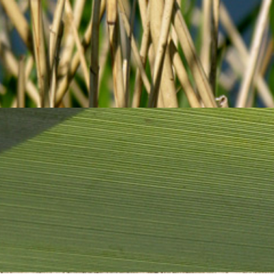 Profile Picture of Albert Desilva (@Albertde123) on Twitter