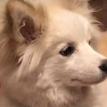 Profile Picture of Maya Wolf Dog (@wolfdog_maya) on Instagram