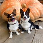 Profile Picture of Wilson & Taz / Rudy 😇 (@rudyandwilsoncorgis) on Instagram