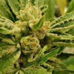 Profile Picture of James Dighton (@ganja.hunter420) on Instagram